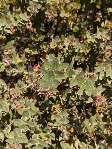 Image of Arctostaphylos pajaroensis by (c) Tom and T Herman, some rights reserved (CC BY)
