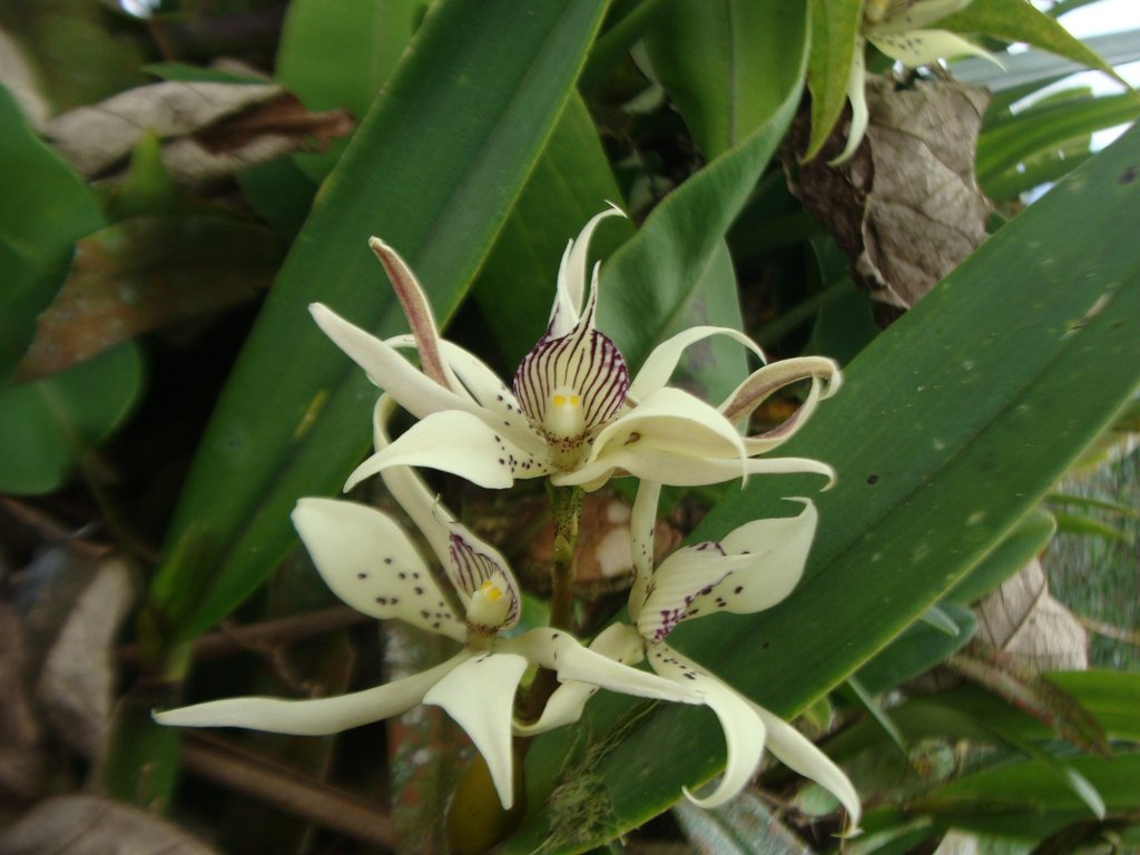 Prosthechea chimborazoensis