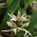Prosthechea chimborazoensis - Photo (c) Holger Beck, some rights reserved (CC BY-NC)