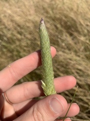 Alopecurus pratensis