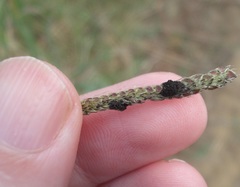 Epicoccum andropogonis