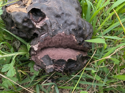 Calvatia cyathiformis