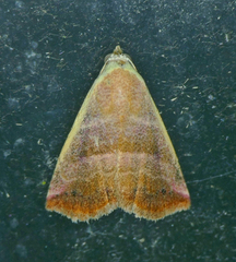 Eublemma cinnamomea