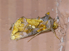 Argyrogramma verruca