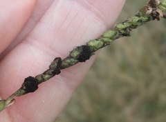 Epicoccum andropogonis