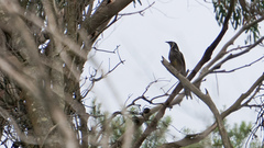 Anthochaera paradoxa