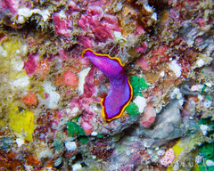 Pseudoceros ferrugineus