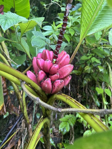 Musa velutina