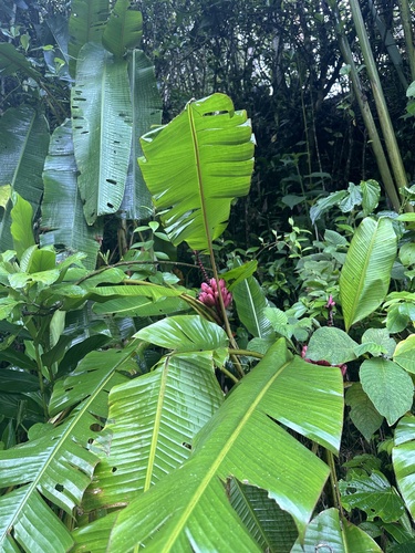 Musa velutina