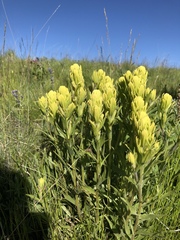 Castilleja cusickii