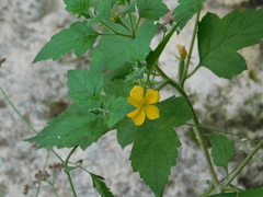 Abutilon fruticosum