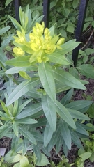 Euphorbia semivillosa