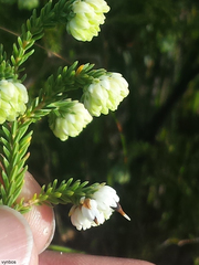 Erica cumuliflora