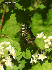 Leptura annularis