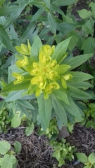 Euphorbia semivillosa