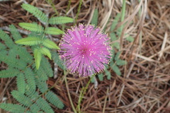 Mimosa hystricina