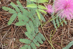 Mimosa hystricina