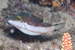 Canthigaster smithae