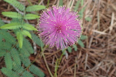 Mimosa hystricina