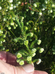 Erica cumuliflora