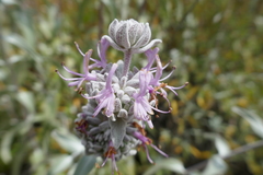 Salvia leucophylla