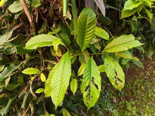 Tetracera scandens observed 2024-06-22