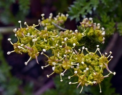 Cymopterus terebinthinus californicus