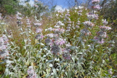 Salvia leucophylla