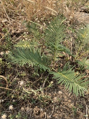 Cycas siamensis