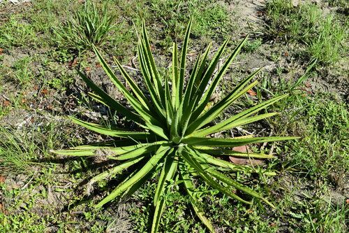 Agave decipiens