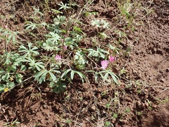 Sidalcea glaucescens