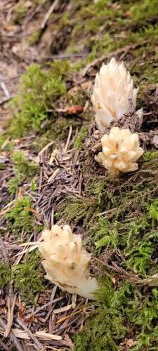 Fringed Pinesap (Pleuricospora fimbriolata)