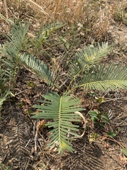 Cycas siamensis