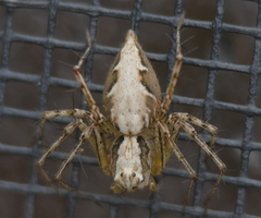 Oxyopes acleistus