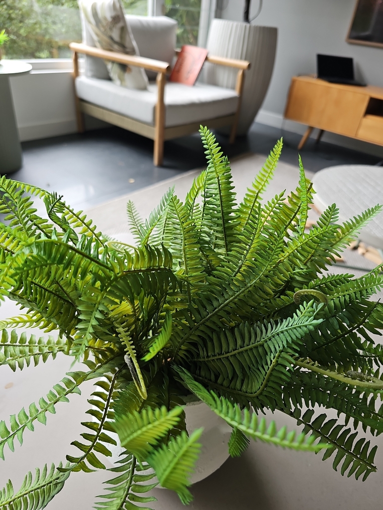 southern sword fern from Redlynch on June 27, 2024 at 02:07 PM by ...