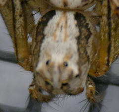 Oxyopes acleistus