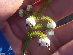 Erica cumuliflora