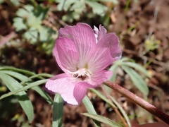 Sidalcea glaucescens