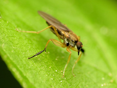 Platypalpus discifer