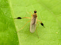 Platypalpus discifer