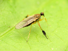 Platypalpus discifer