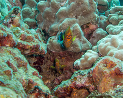 Centropyge potteri