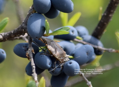 Forestiera phillyreoides