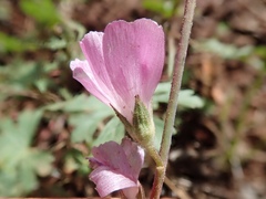 Sidalcea glaucescens