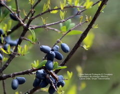 Forestiera phillyreoides