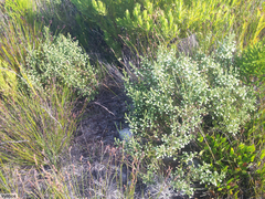 Erica cumuliflora