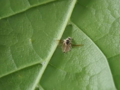 Furia ithacensis