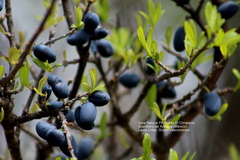 Forestiera phillyreoides