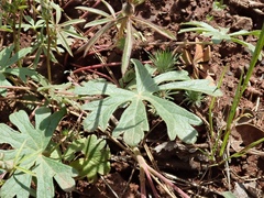Sidalcea glaucescens