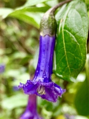 Iochroma cyaneum